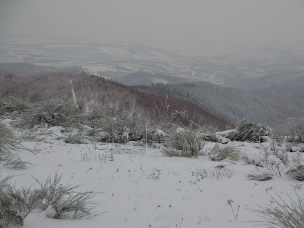 Foto: Dealul Comja - Seini, padurea Eminescu (c) eMaramures.ro - Lucian Petru Goja